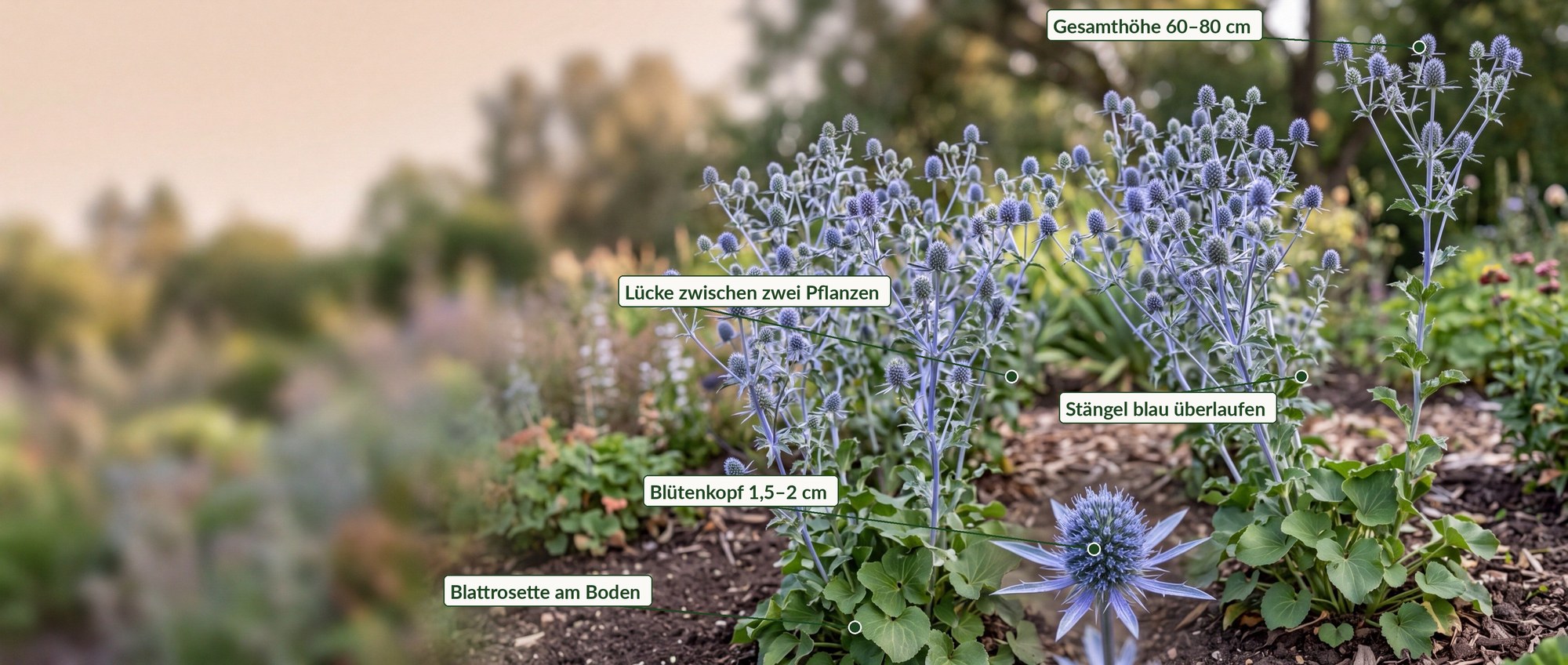Beschrifteter Bestand von Eryngium planum: Endhöhe, Pflanzabstand, Blütenkopf, blau überlaufener Stängel und Grundrosette