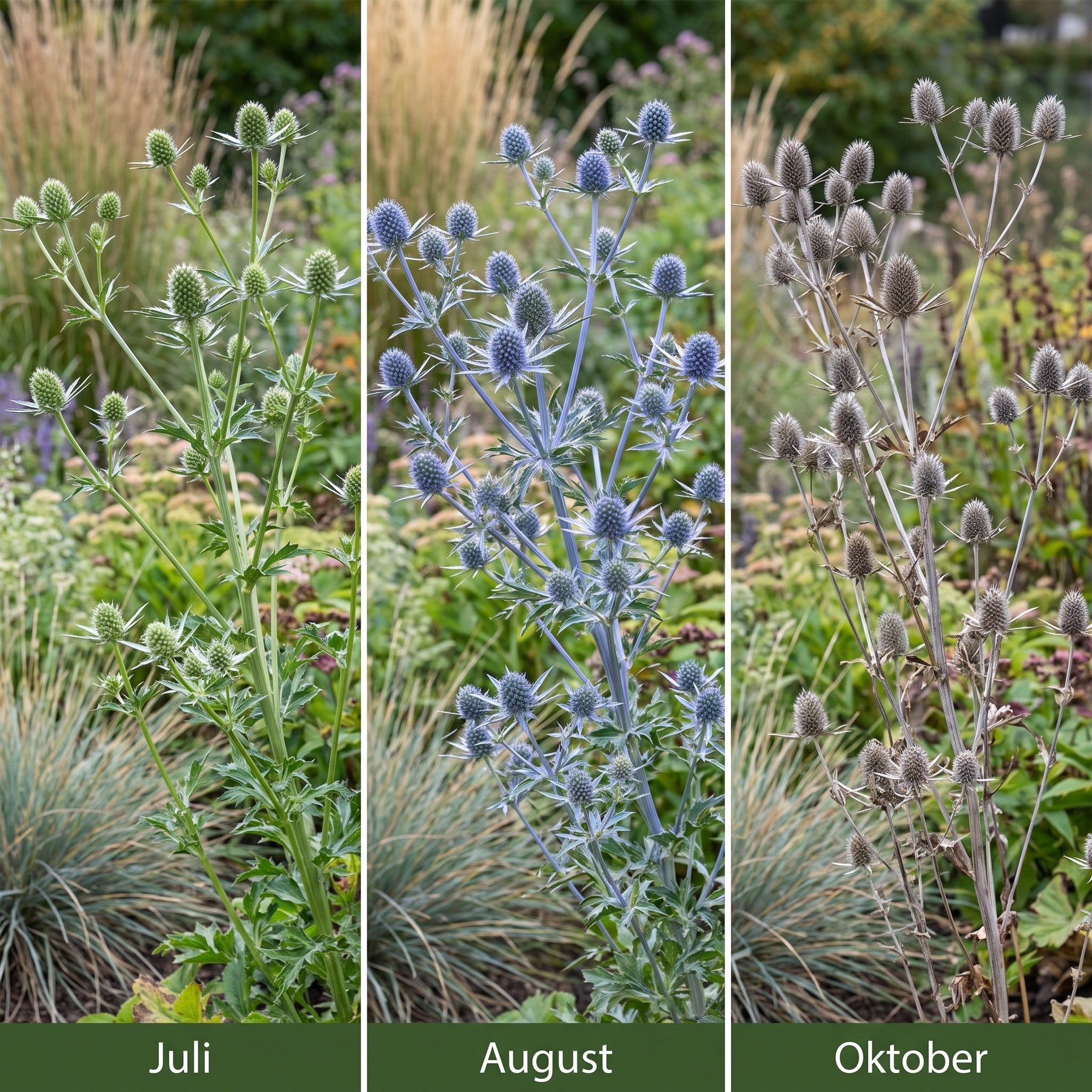 Eryngium planum im Jahresverlauf: grüne Knospen im Juli, stahlblaue Blüte im August, graubraune Samenstände im Oktober