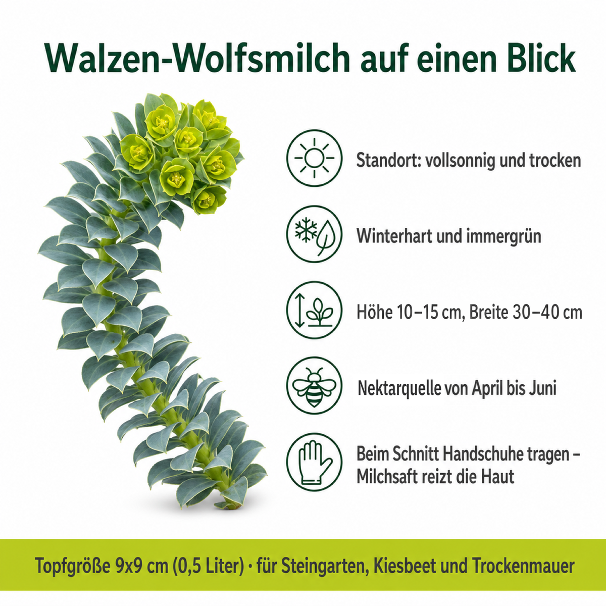 Steckbrief Walzen-Wolfsmilch: vollsonnig und trocken, winterhart und immergrün, Höhe 10–15 cm, Breite 30–40 cm, Nektarquelle von April bis Juni, beim Schnitt Handschuhe tragen, 9 × 9 cm Topf (0,5 Liter)