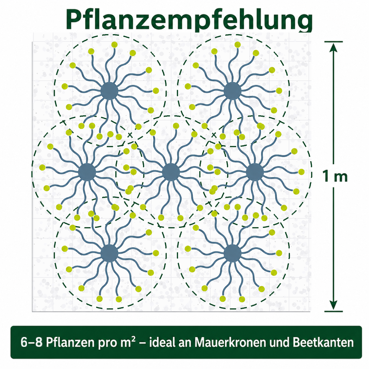 Pflanzempfehlung Walzen-Wolfsmilch: 6 bis 8 Pflanzen pro Quadratmeter, versetzt gepflanzt, ideal an Mauerkronen und Beetkanten