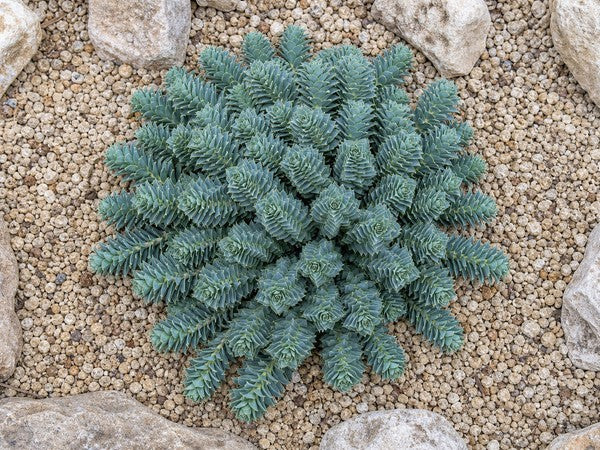 Nahaufnahme des Polsters der Walzen-Wolfsmilch von oben, blaugraue spiralig beschuppte Triebe.