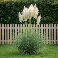 Cortaderia selloana 'Evita' als Solitär im Garten, etwa 120 cm hoch und 150 cm breit, mit silbrig-weißen Federwedeln.