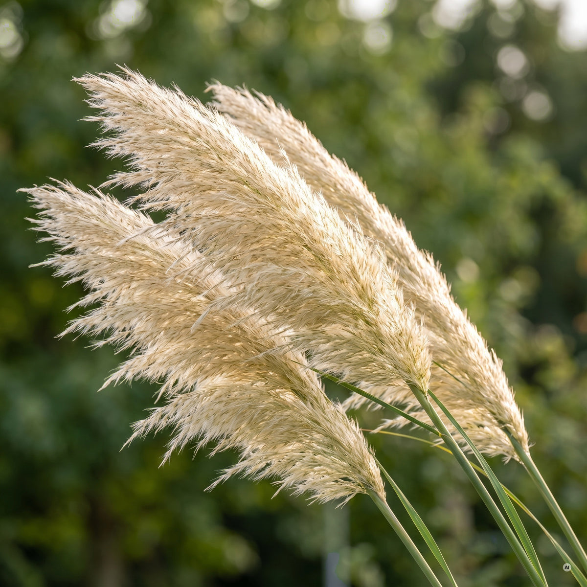 Nahaufnahme der silbrig-weißen Federwedel von Cortaderia selloana 'Evita' im Gegenlicht.