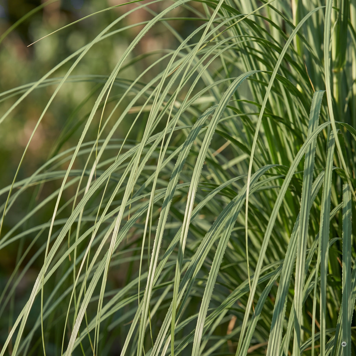 Nahaufnahme des Blattschopfs von Cortaderia selloana 'Evita' mit schmalen, überhängenden Blättern.