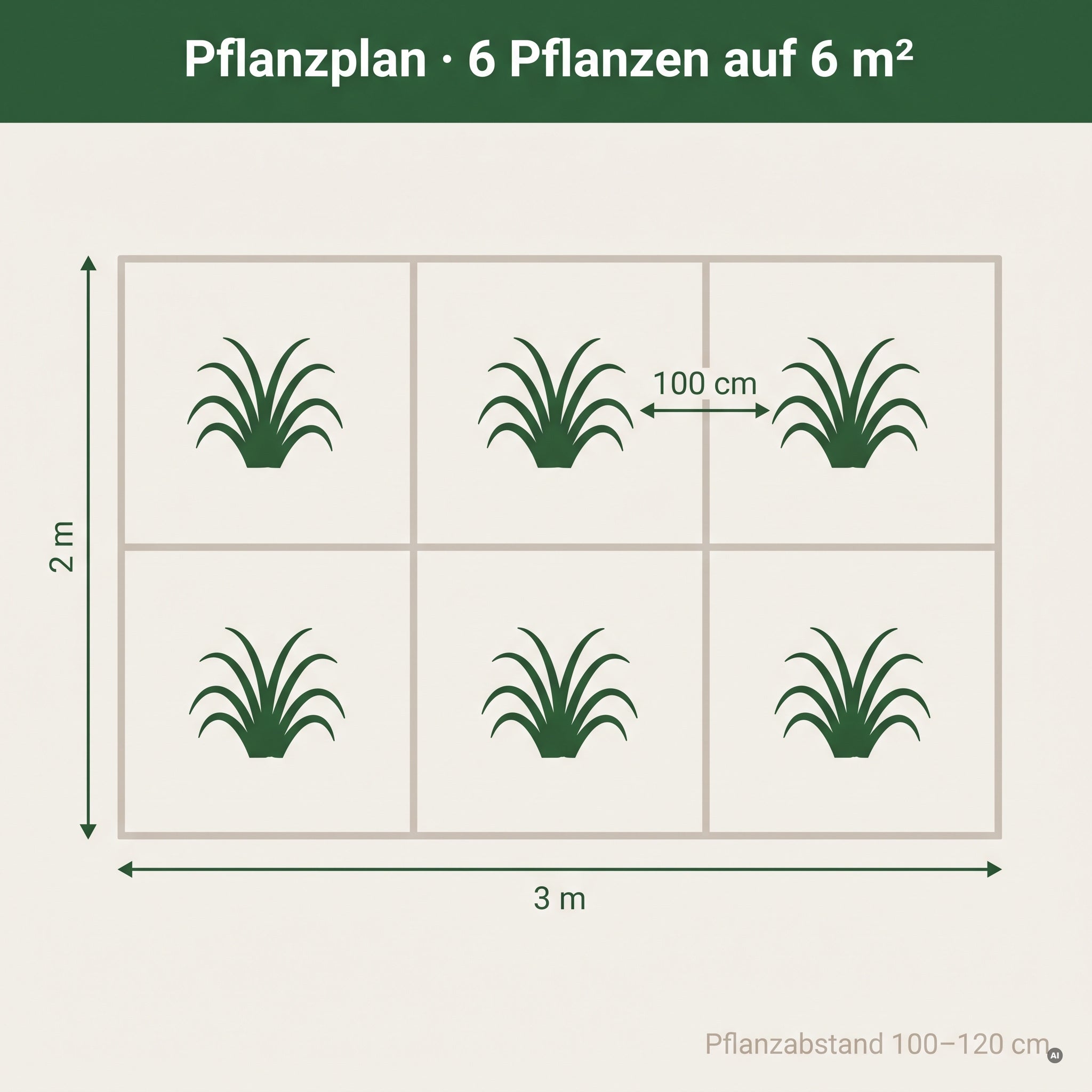 Pflanzplan f&uuml;r Cortaderia selloana 'Evita': eine Pflanze je Quadratmeter, Pflanzabstand 100 bis 120 cm