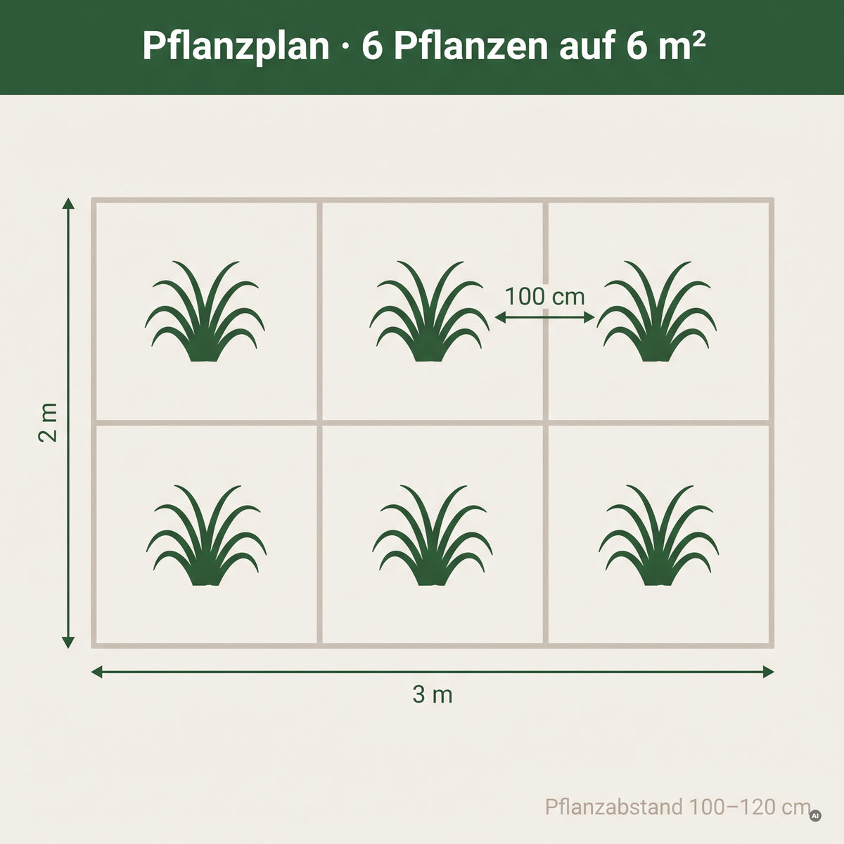 Pflanzplan für Cortaderia selloana 'Evita': ein Horst je Quadratmeter, Pflanzabstand 100 bis 120 cm.