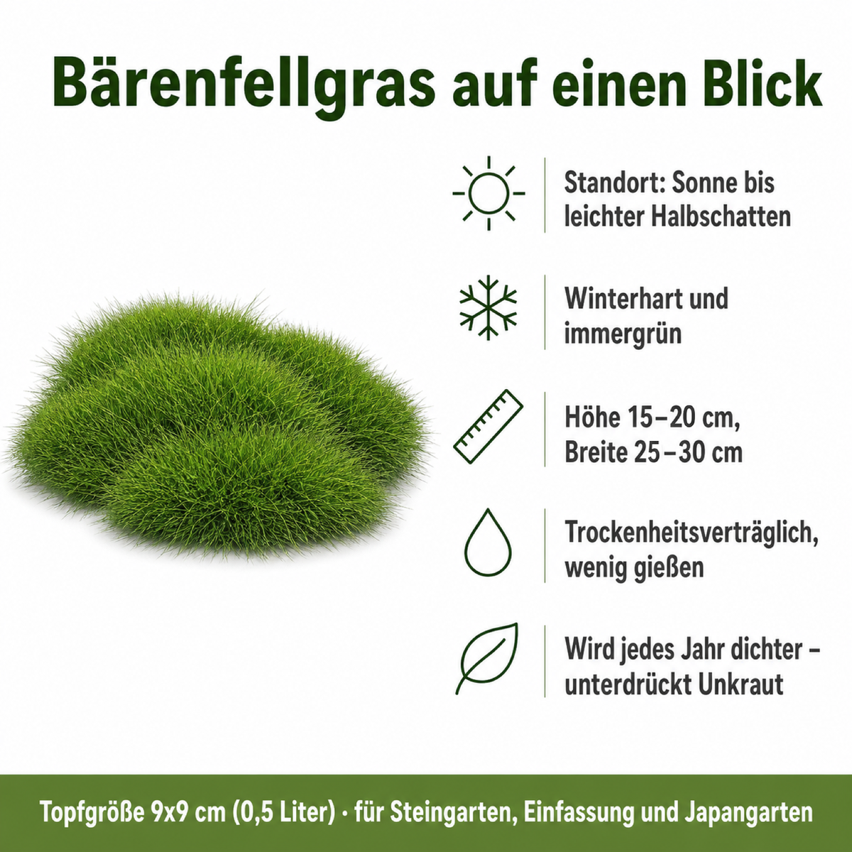 Steckbrief Bärenfellgras: Sonne bis leichter Halbschatten, winterhart und immergrün, Höhe 15–20 cm, Breite 25–30 cm, trockenheitsverträglich, 9 × 9 cm Topf (0,5 Liter)