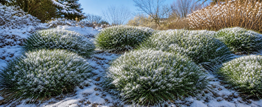 Grüne Bärenfellgras-Polster unter dünner Schneedecke an einem klaren Frosttag.