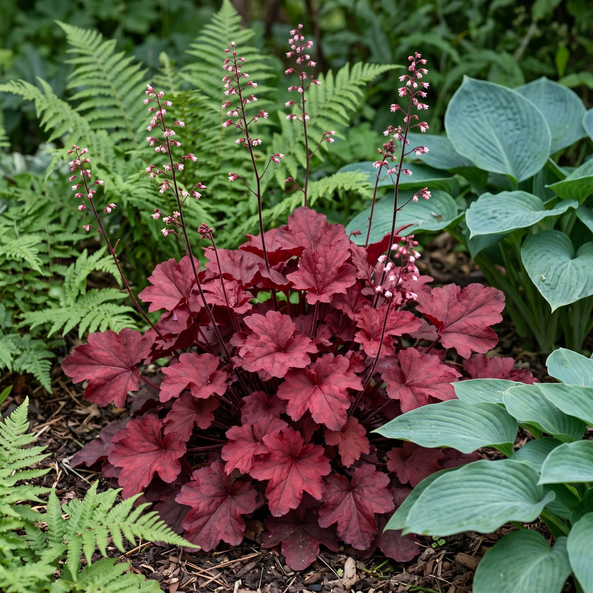 Heuchera 'Fire Chief' mit weinrotem Laub und rosa Blütenrispen im Schattenbeet zwischen Hosta und Farn