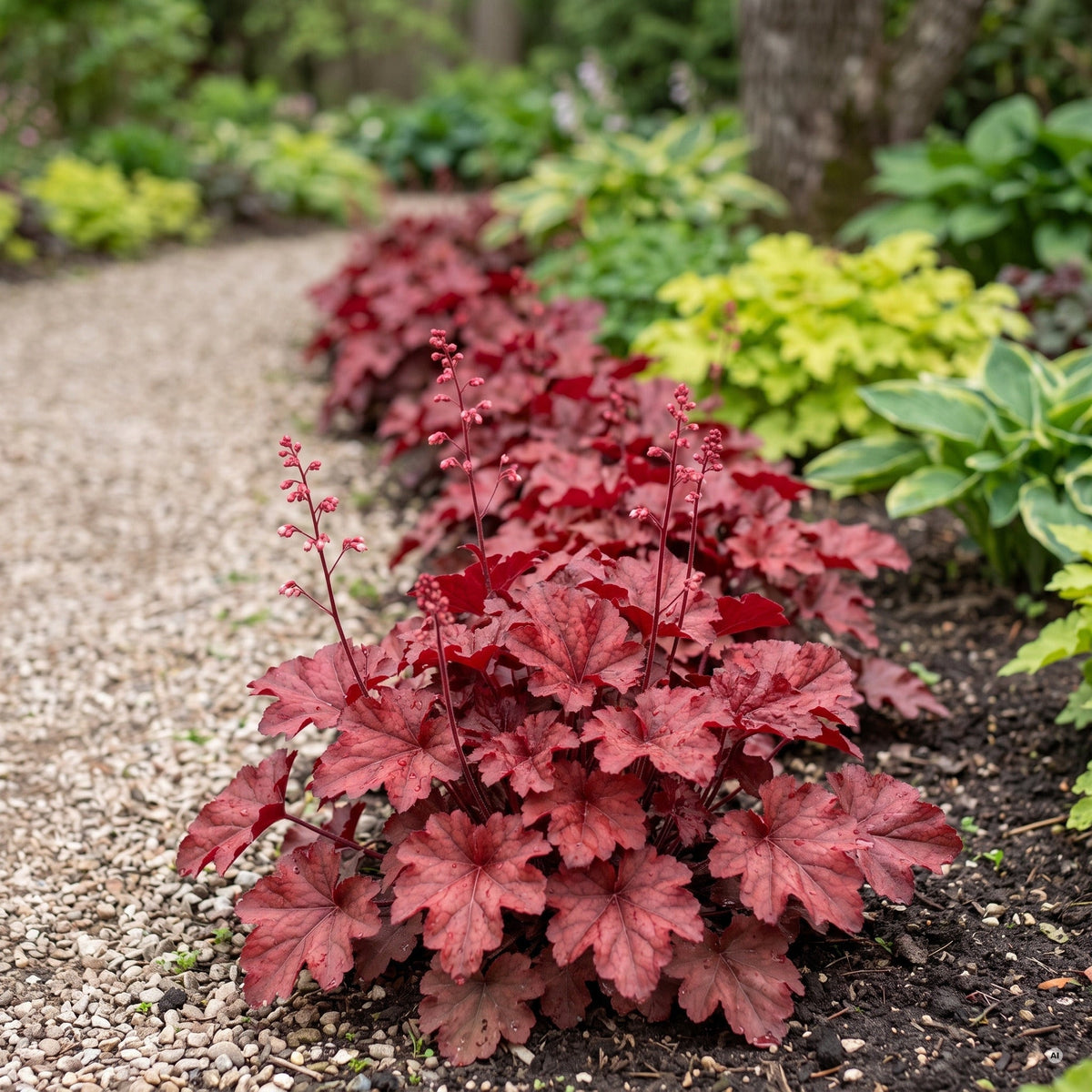Heuchera 'Fire Chief' als farbige Kante entlang eines Kieswegs