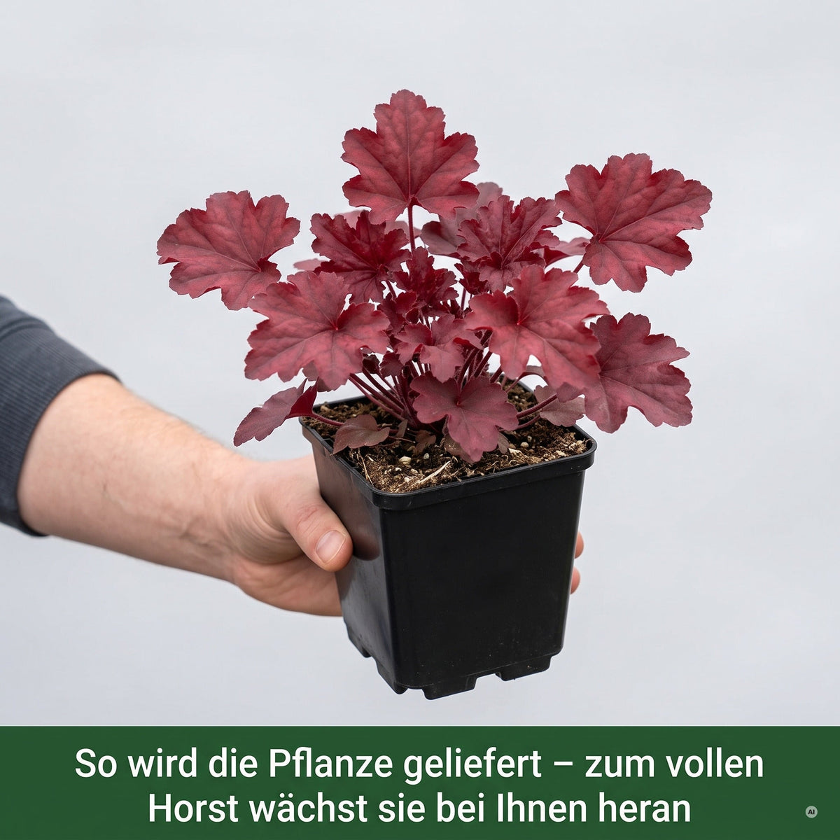 So wird Heuchera 'Fire Chief' geliefert: Jungpflanze im 11 × 11 cm-Topf auf einer Hand