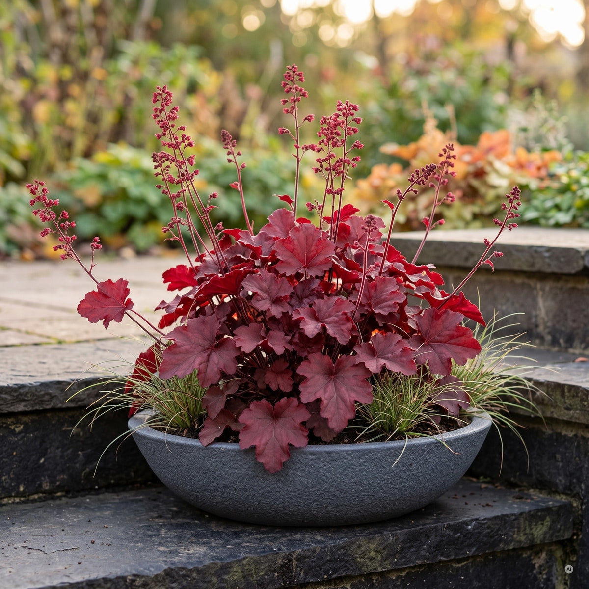 Heuchera 'Fire Chief' in einer Schale mit Herbstdekoration am Hauseingang