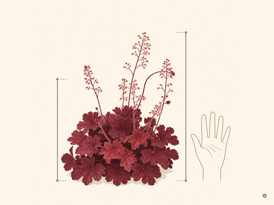 Maßgrafik: Laubhöhe und Blütenhöhe von Heuchera 'Fire Chief' mit Handspanne als Maßstab