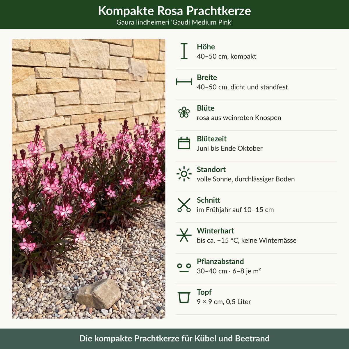 Steckbrief Gaura lindheimeri 'Gaudi Medium Pink': Höhe, Breite, Blüte, Blütezeit, Standort, Schnitt, Winterhärte, Pflanzabstand, Topf