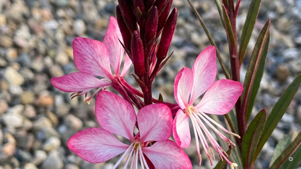 Rosa Blüten mit heller Mitte und dunkel weinroten Knospen der Prachtkerze 'Gaudi Medium Pink'