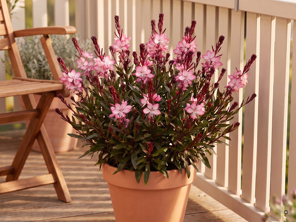 Kompakte rosa Prachtkerze im Terrakottakübel auf einem sonnigen Balkon