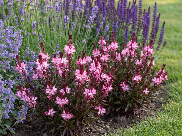 Kompakte rosa Prachtkerzen vorn im Staudenbeet mit Lavendel und Salbei