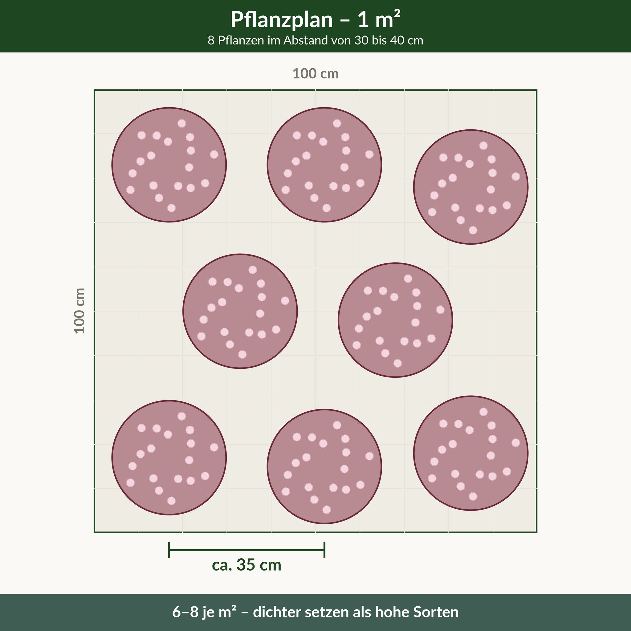 Pflanzplan für einen Quadratmeter kompakte Prachtkerze: 8 Pflanzen im Abstand von 30 bis 40 cm