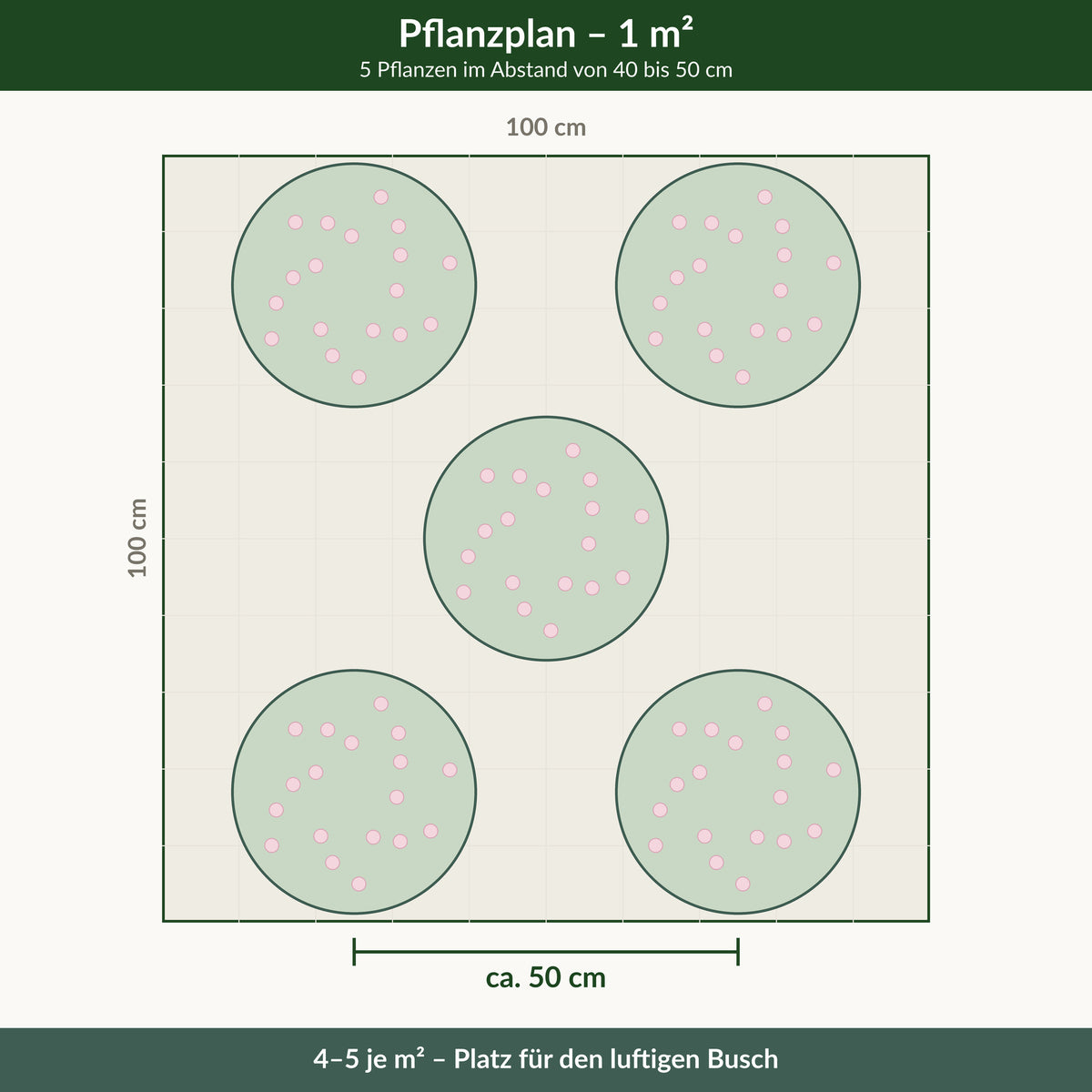 Pflanzplan für einen Quadratmeter: 5 Prachtkerzen im Abstand von 40 bis 50 cm