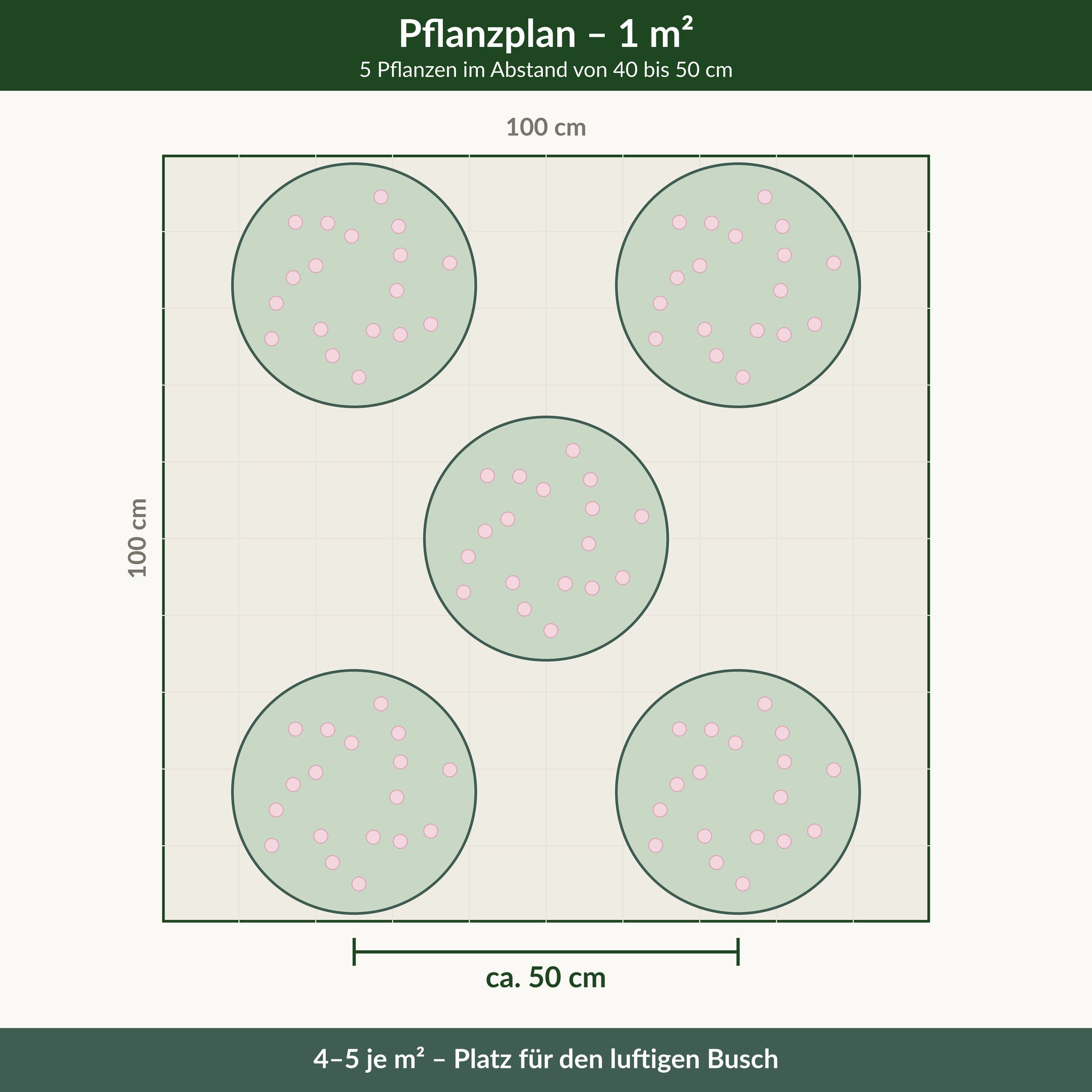 Pflanzplan für einen Quadratmeter Prachtkerze: 5 Pflanzen im Abstand von 40 bis 50 cm