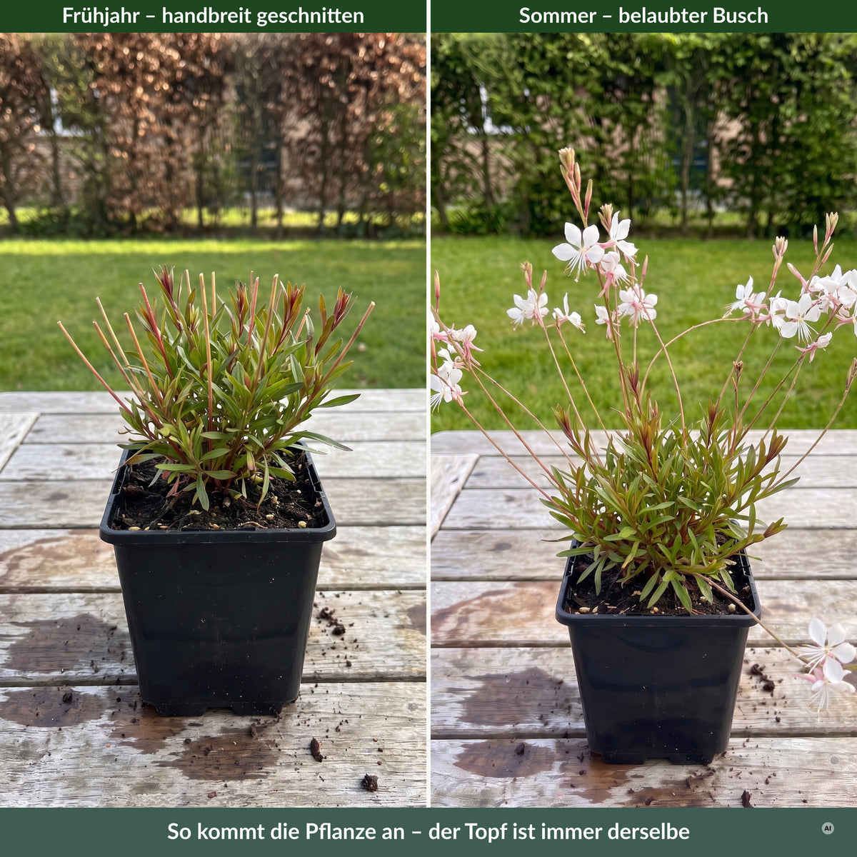 Lieferzustand im eckigen 9 × 9 cm Topf: im Frühjahr handbreit zurückgeschnitten, im Sommer als belaubter Busch, daneben ein Zollstock