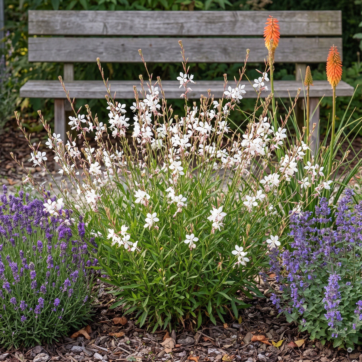Weiße Prachtkerze im sonnigen Staudenbeet zwischen Lavendel, Katzenminze und Fackellilien vor einer Gartenbank