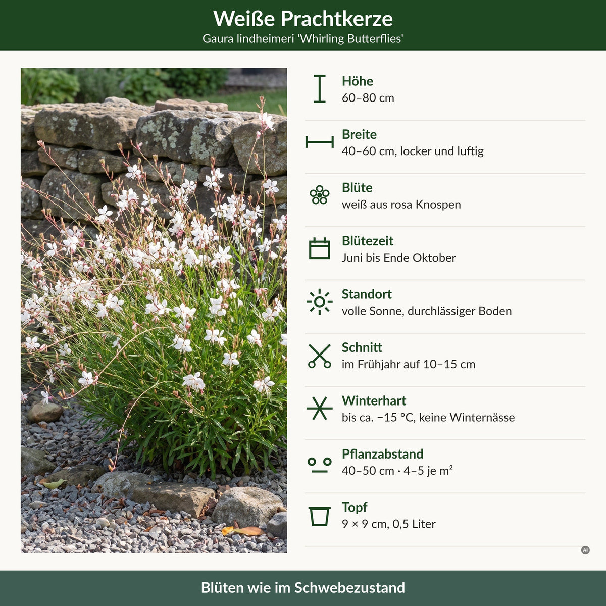 Steckbrief Gaura lindheimeri 'Whirling Butterflies': Höhe, Breite, Blüte, Blütezeit, Standort, Schnitt, Winterhärte, Pflanzabstand, Topf