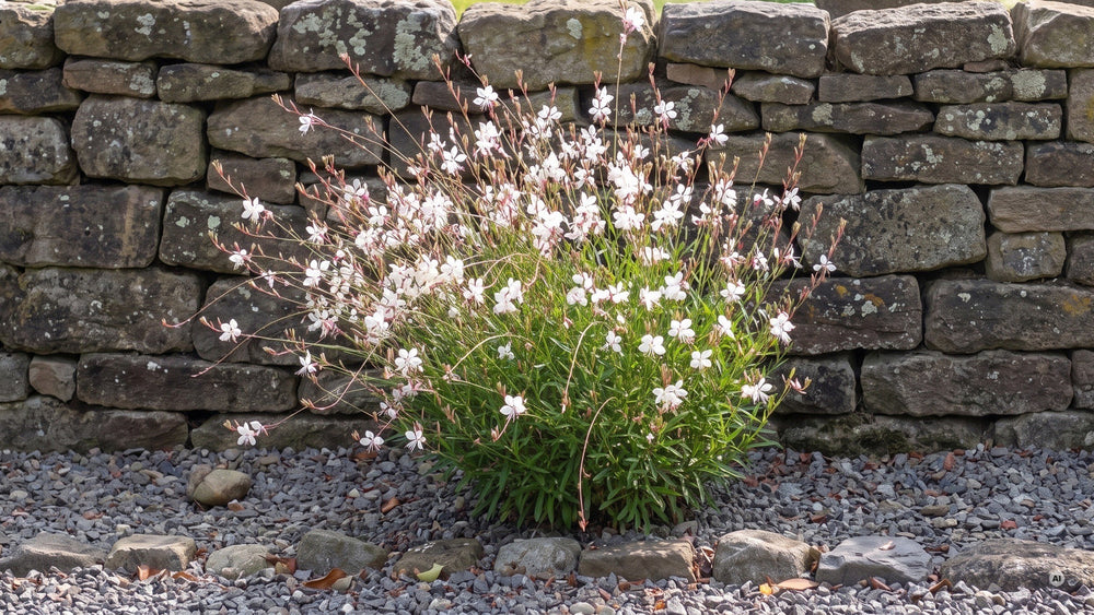 Freistehende Prachtkerze vor einer 100 cm hohen Natursteinmauer, etwa 75 cm hoch