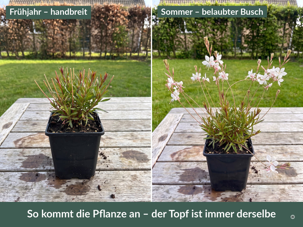 Lieferzustand im 9 x 9 cm Topf: links im Frühjahr handbreit, rechts im Sommer als belaubter Busch