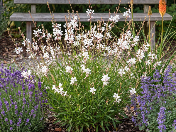 Prachtkerze im Staudenbeet zwischen Lavendel, Katzenminze und Fackellilien
