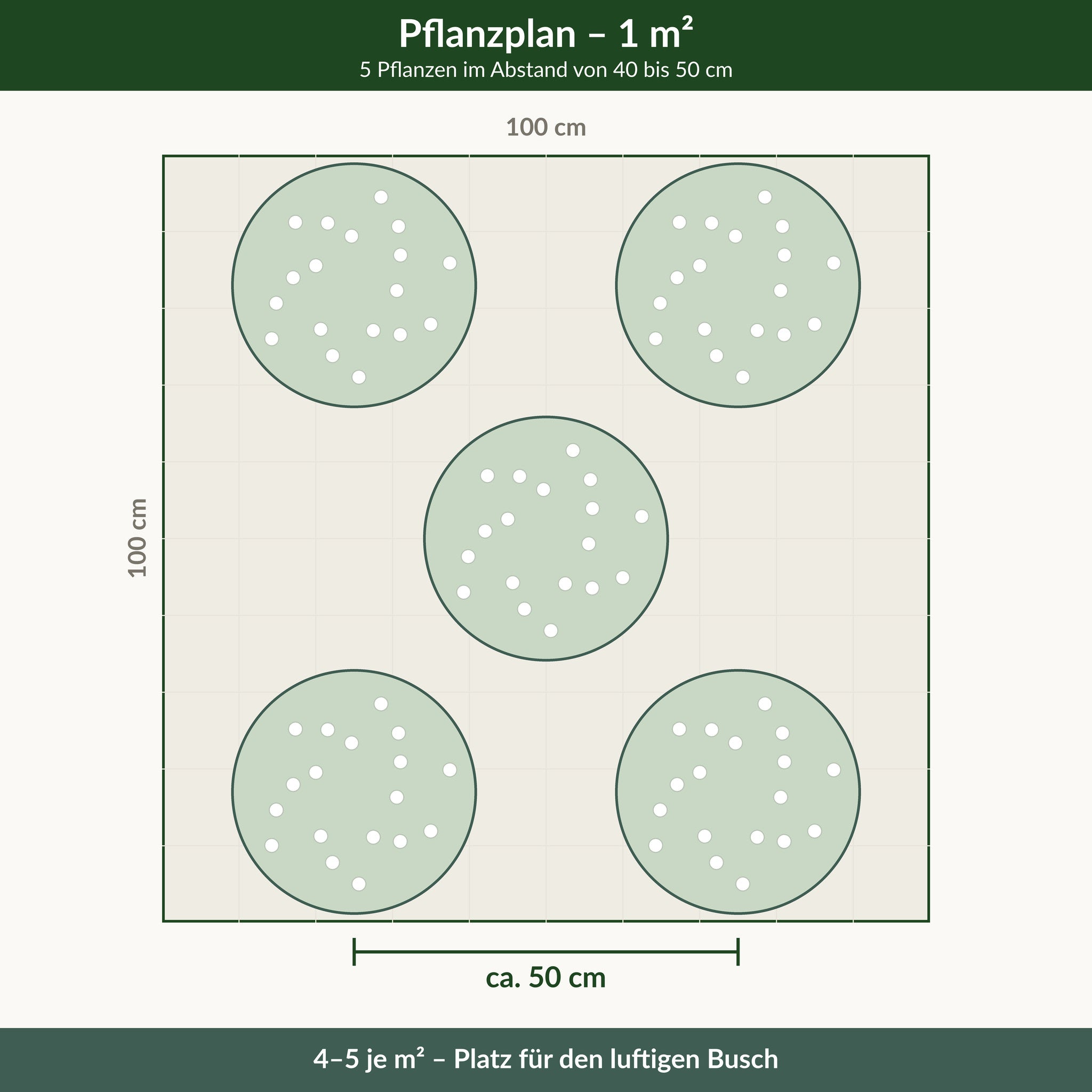 Pflanzplan für einen Quadratmeter Prachtkerze: 5 Pflanzen im Abstand von 40 bis 50 cm