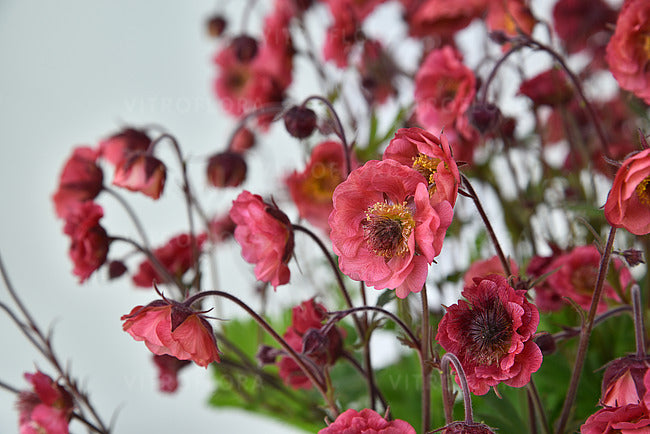 Geum chiloense 'Pretticoats Pink ®'/ Pinker Chilenische Nelkenwurz