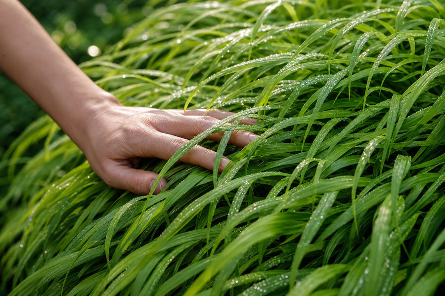 Eine Hand streicht durch die seidigen, überhängenden Halme des Japanischen Berggrases mit Morgentau