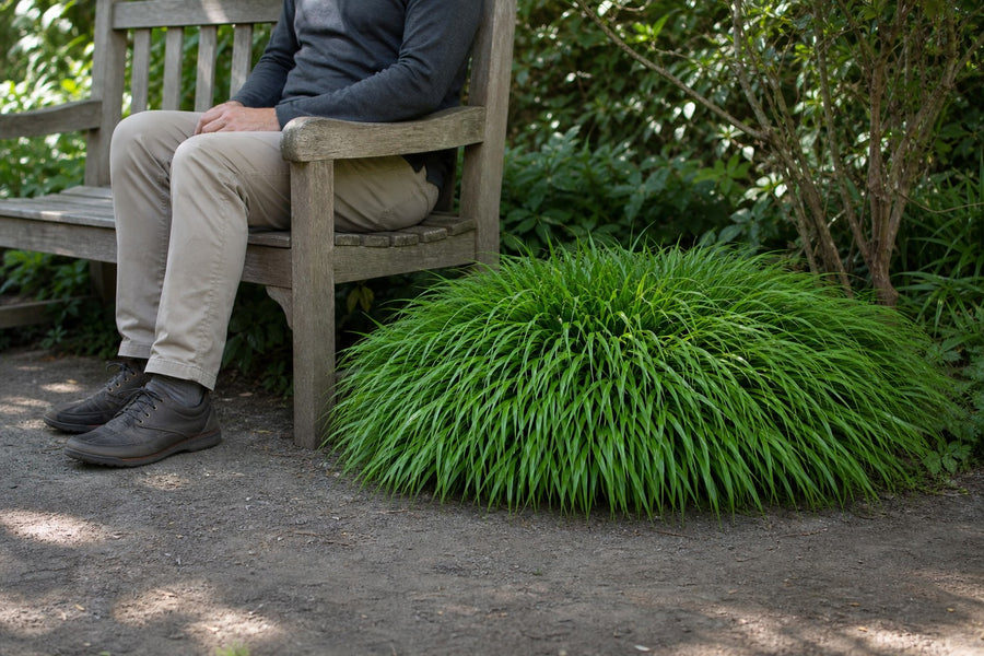 Japanisches Berggras neben einer Gartenbank mit sitzender Person als Größenvergleich