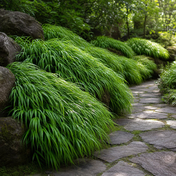 Japanisches Berggras säumt einen geschwungenen Steinweg im lichten Schatten