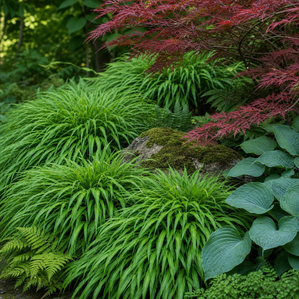 Japanisches Berggras mit rotem Fächerahorn, Hosta und Farn im Japangarten