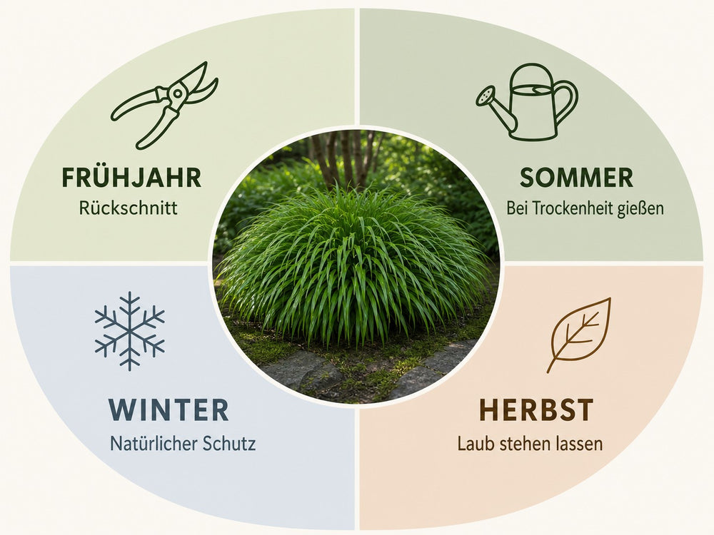 Pflegekalender Japanisches Berggras: Rückschnitt im Frühjahr, bei Trockenheit gießen im Sommer, Laub stehen lassen im Herbst, natürlicher Schutz im Winter