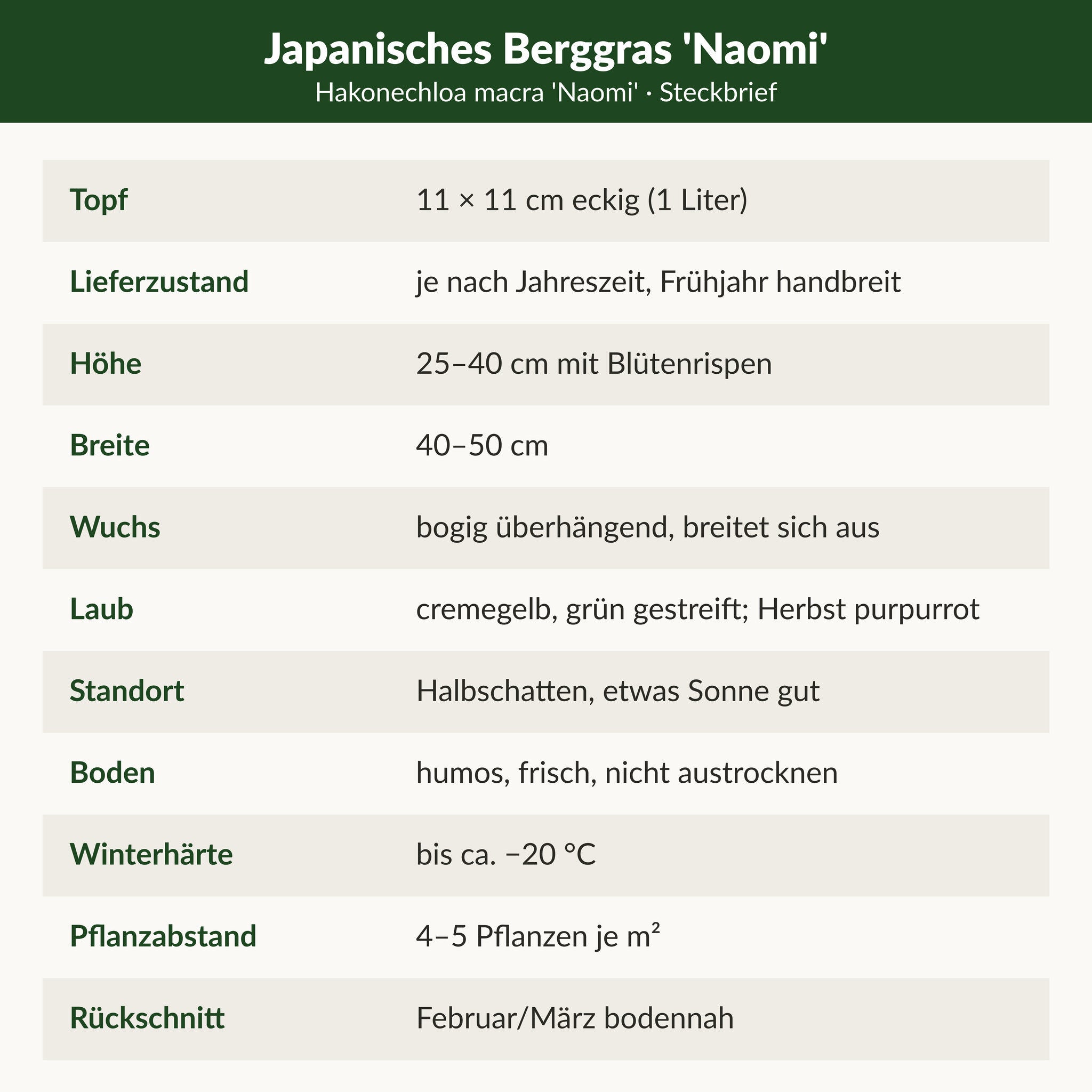 Steckbrief Japanisches Berggras 'Naomi': 11 × 11 cm Topf, 25–40 cm hoch, 40–50 cm breit, gestreift, im Herbst purpurrot, Halbschatten, winterhart bis ca. −20 °C