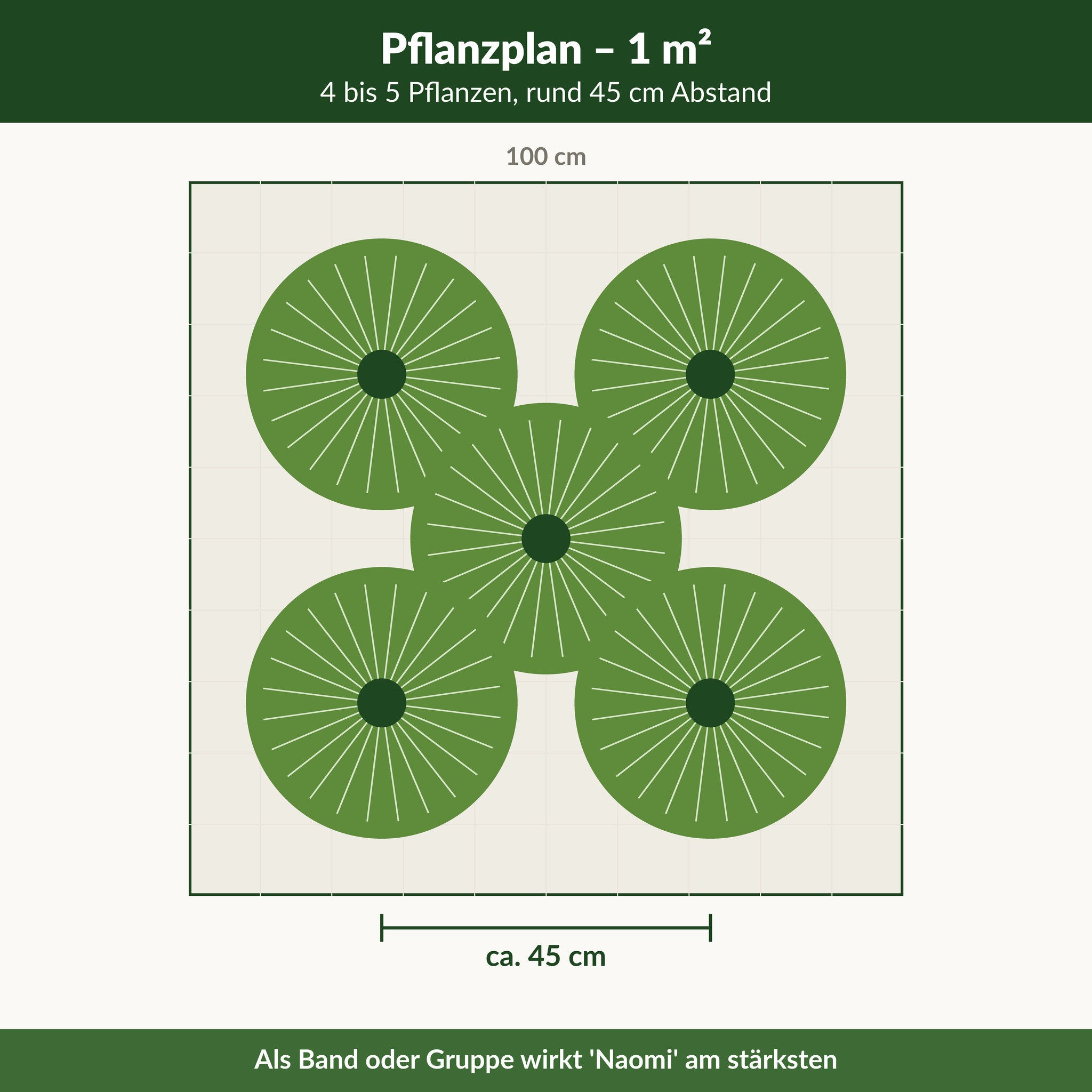 Pflanzplan 'Naomi': 4 bis 5 Pflanzen je Quadratmeter, rund 45 cm Abstand