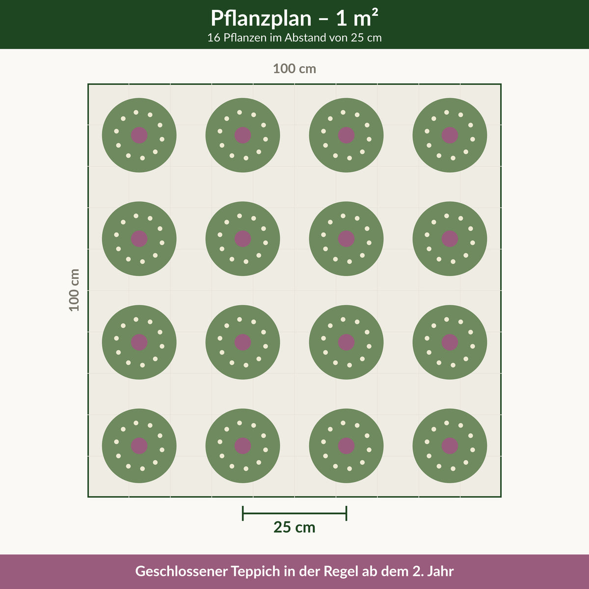 Pflanzplan für einen Quadratmeter: 16 Polsterthymiane im Abstand von 25 cm