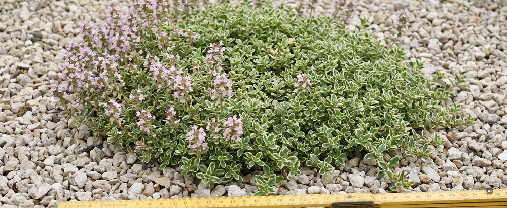 Thymianpolster neben einem Zollstock, etwa 25 cm breit