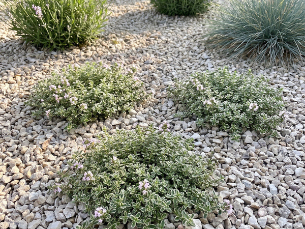 Helle Polster vor Lavendel und Blauschwingel im Kiesbeet