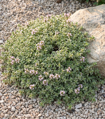 Thymus 'Highland Cream' in zartrosa Blüte