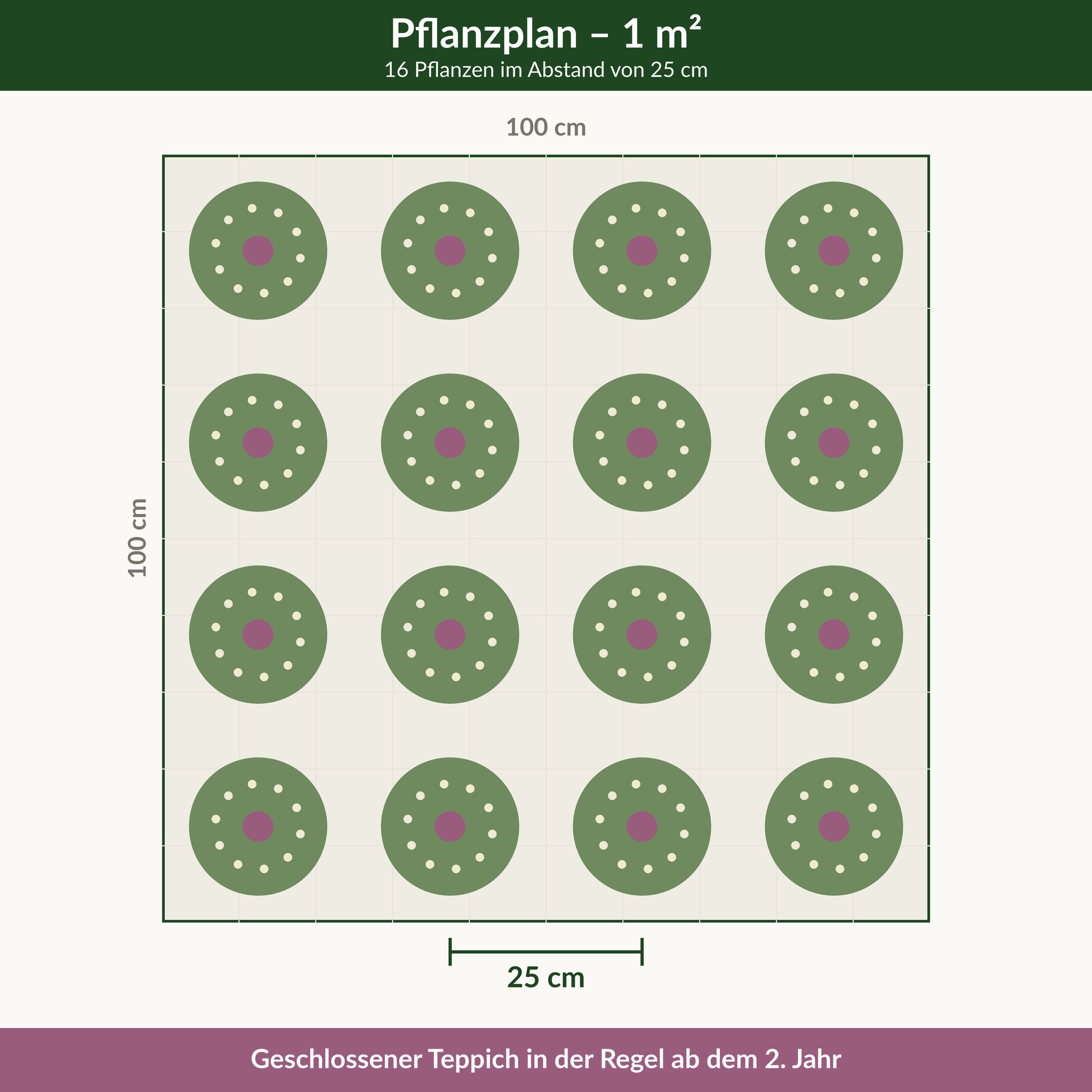 Pflanzplan für Polsterthymian 'Highland Cream': 16 Pflanzen je Quadratmeter im Abstand von 25 cm