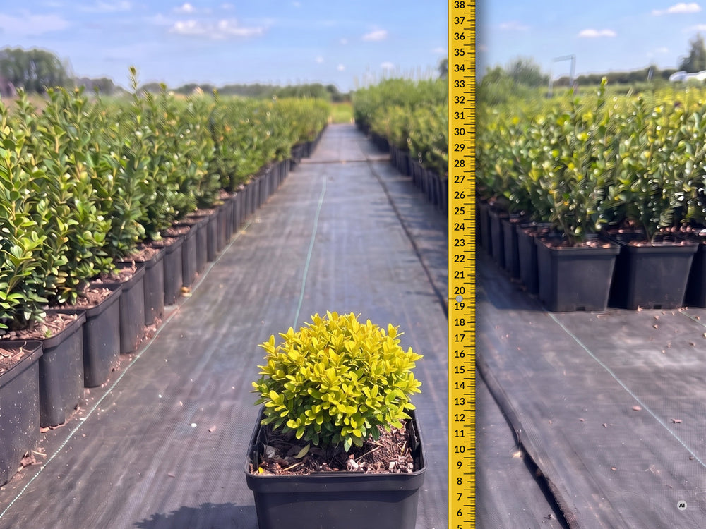 Kleine junge Ilex crenata 'Convexed Gold' im 9 × 9 cm Topf mit Zollstock im Freilandquartier, Lieferhöhe ca. 10–15 cm ab Topfoberkante