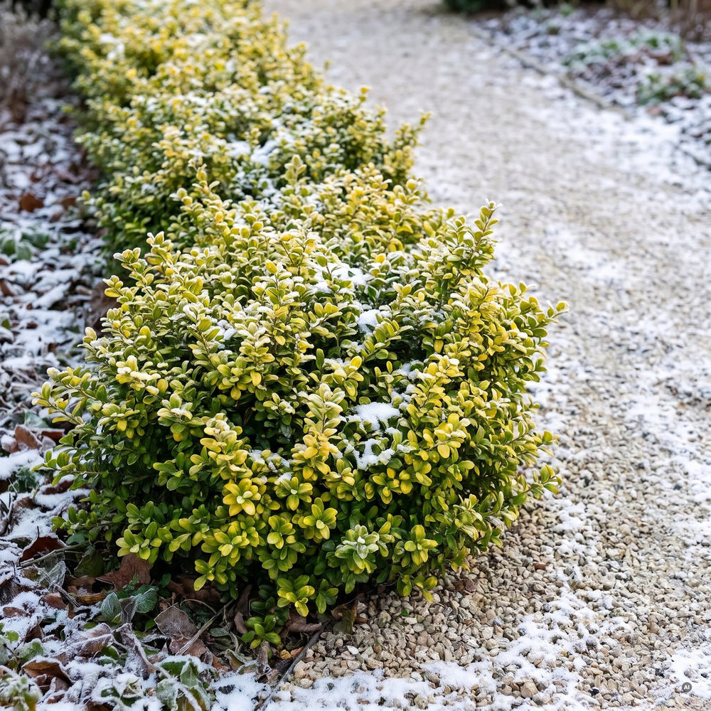 Gelb-grüne Einfassung aus Ilex crenata 'Convexed Gold' im Winter mit Raureif am Kiesweg