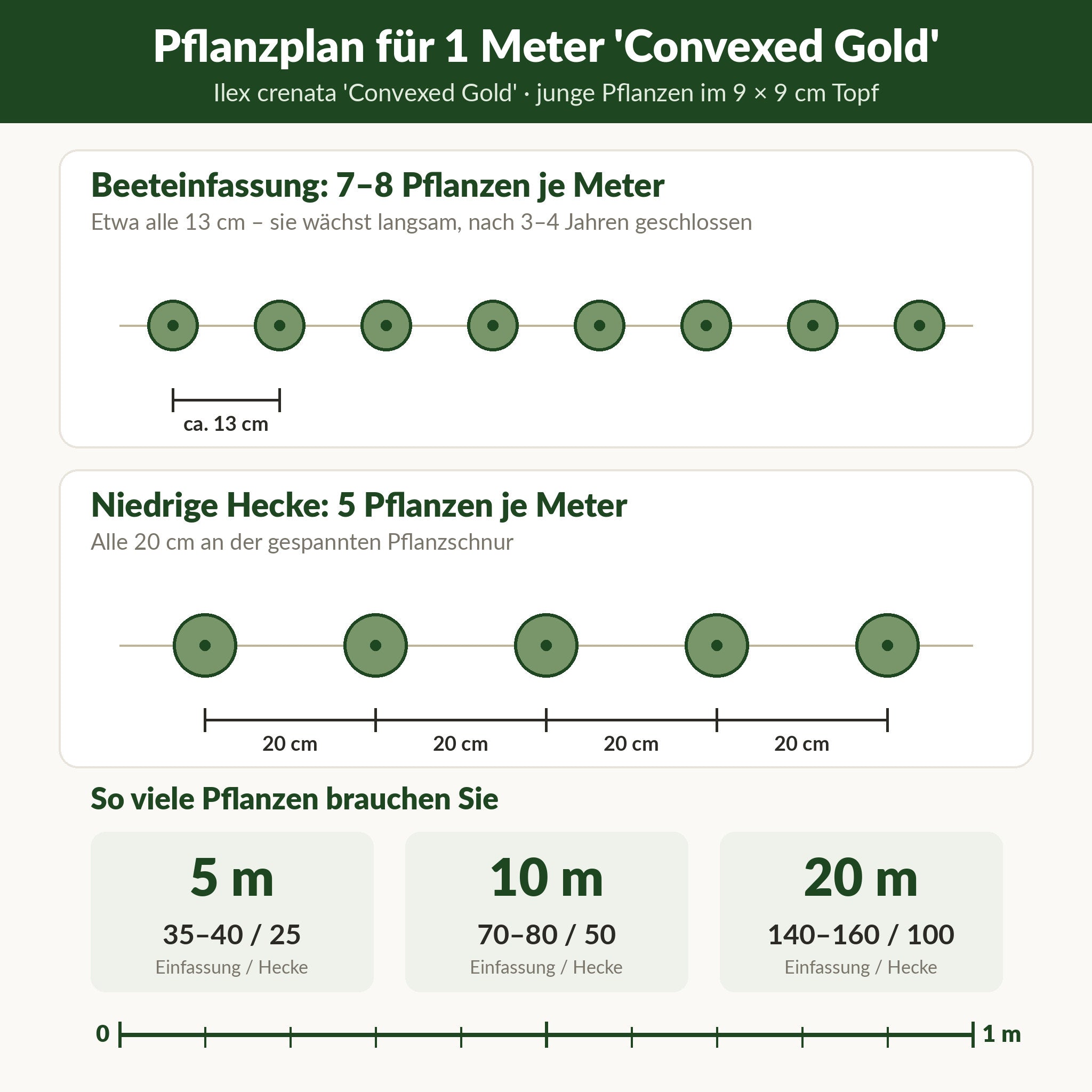 Pflanzplan für 1 Meter 'Convexed Gold': Einfassung 7–8 Pflanzen etwa alle 13 cm, niedrige Hecke 5 Pflanzen alle 20 cm