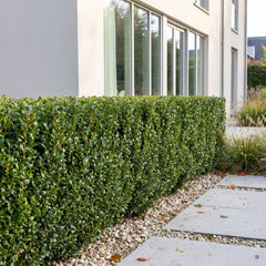 Streng geschnittene, aufrechte Formhecke aus Japanischer Stechpalme Ilex crenata 'Caroline Upright' vor einem hell verputzten Haus mit Kiesstreifen und Betonplatten