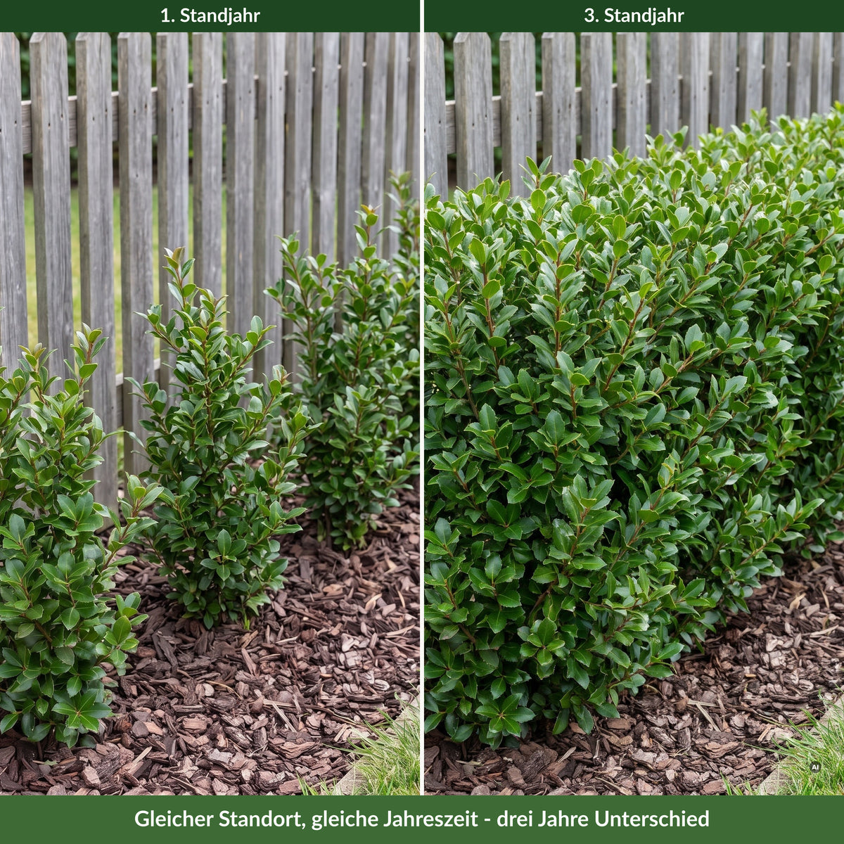 Hecke aus Ilex crenata 'Caroline Upright' vor einem Holzzaun im ersten und im dritten Standjahr – gleicher Standort, gleiche Jahreszeit