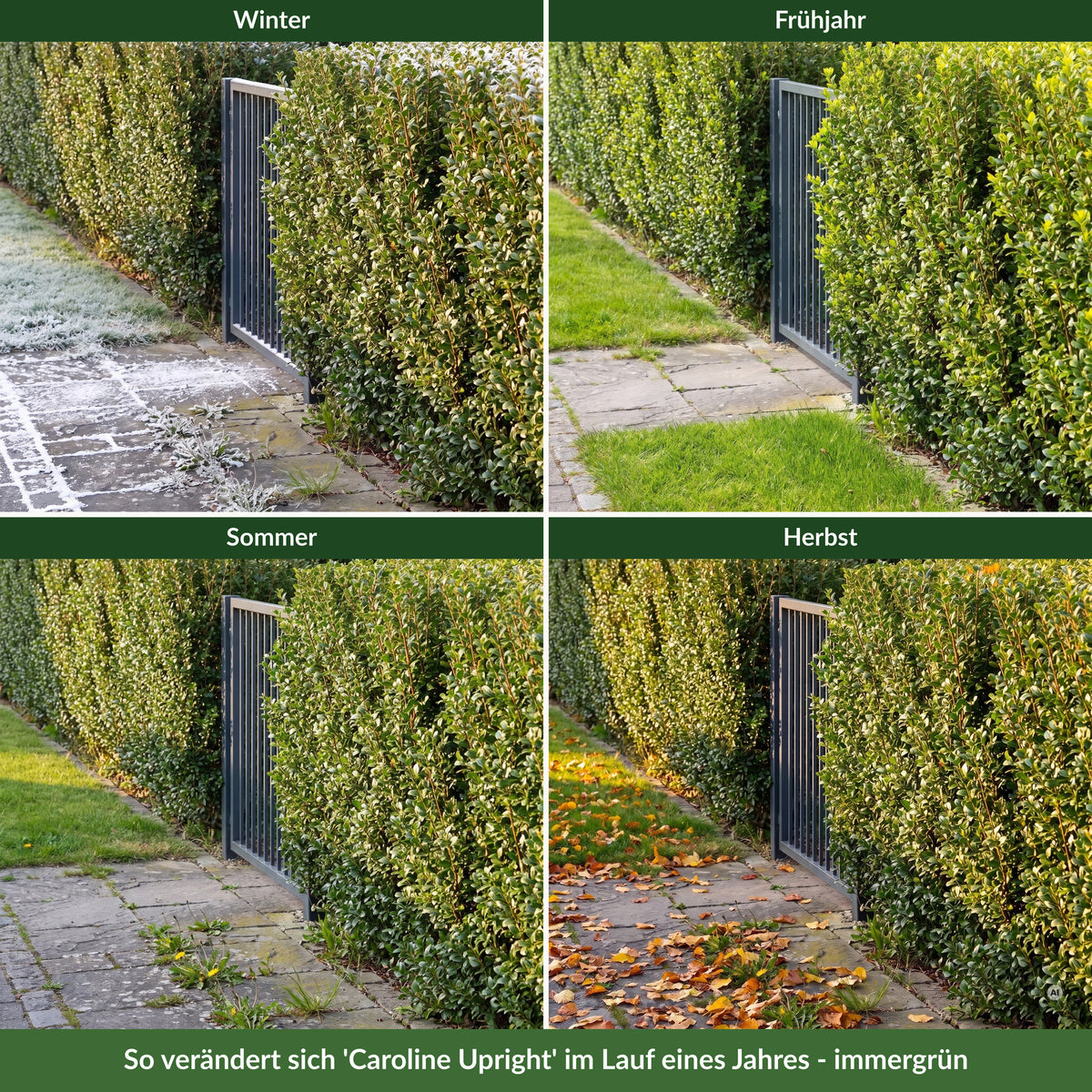 Dieselbe Hecke aus Ilex crenata 'Caroline Upright' im Winter mit Schnee, im Frühjahr mit hellgrünem Austrieb, im Sommer und im Herbst – immergrün